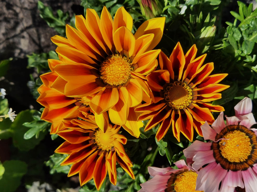 Gazania rigens hort